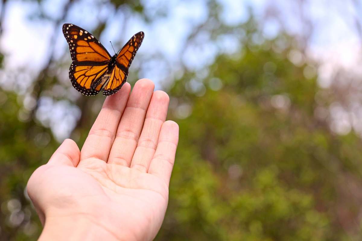 mano e farfalla monarca