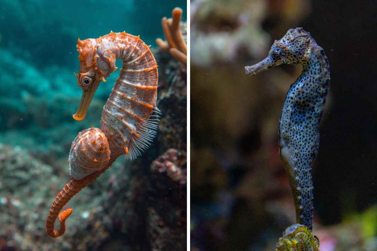 La natura è incredibile: come fanno i cavallucci marini maschi a partorire