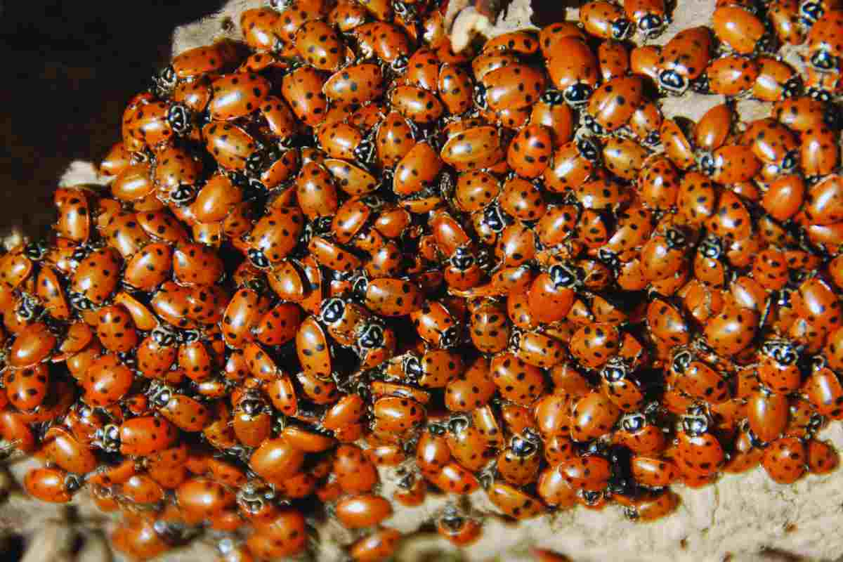 coccinelle