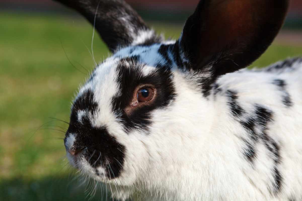 primo piano di un coniglio gigante pezzato