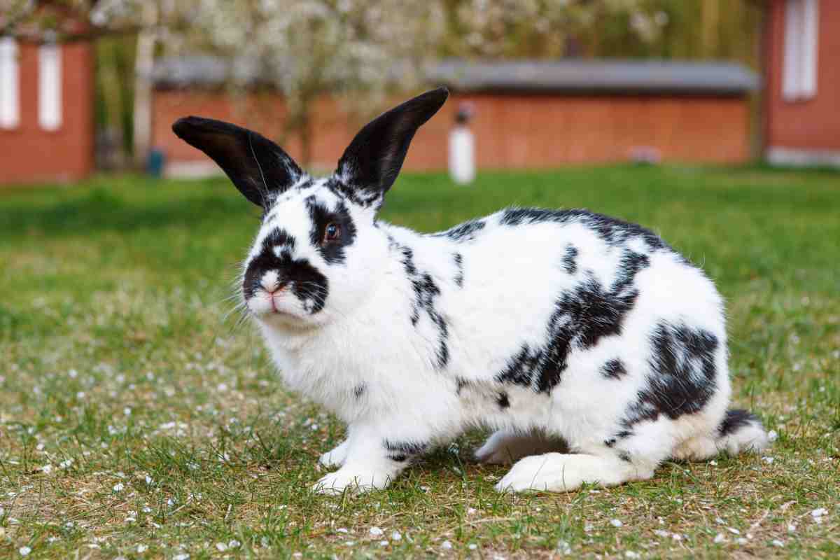 coniglio gigante pezzato sul prato