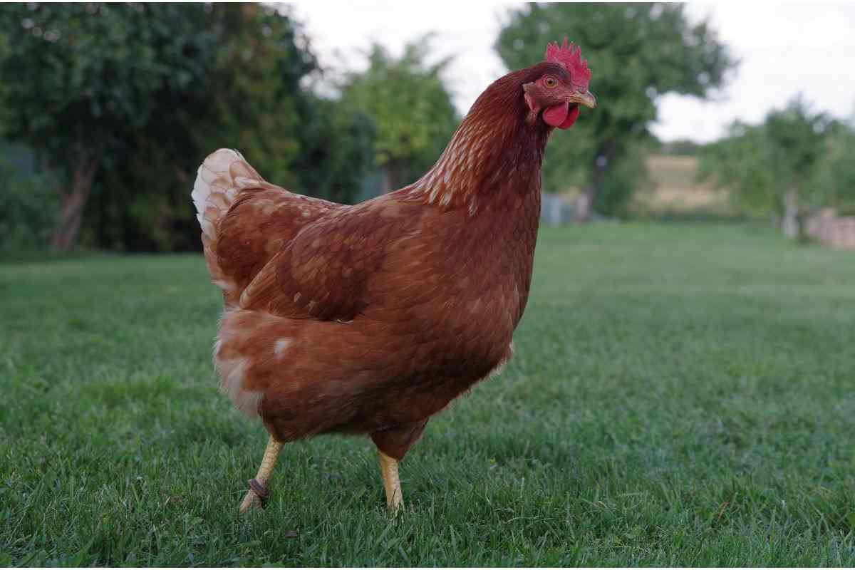 corporatura della gallina