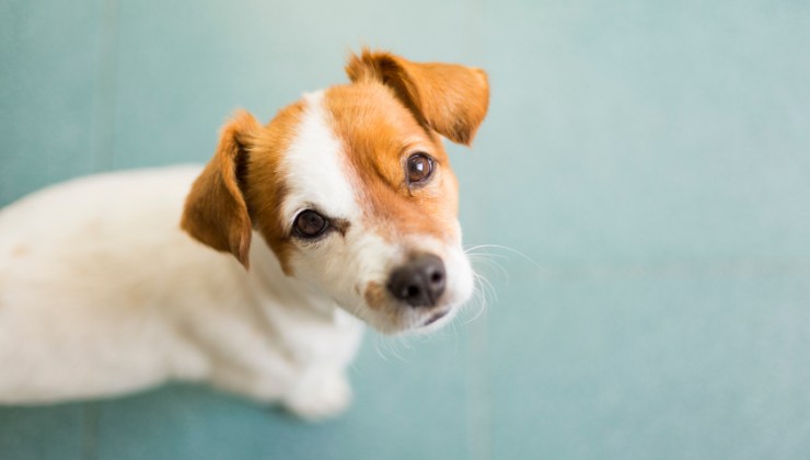 il cagnolino perduto
