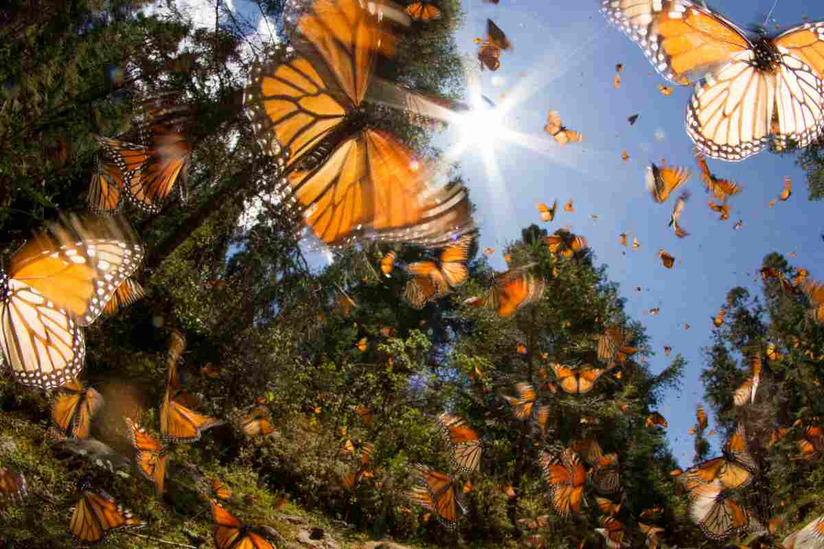 farfalle monarca che volano