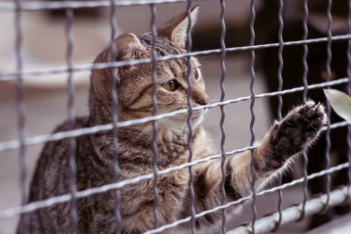 Muore e lascia tutto a degli eredi che nessuno si aspettava: “Loro meritano più di tutti”