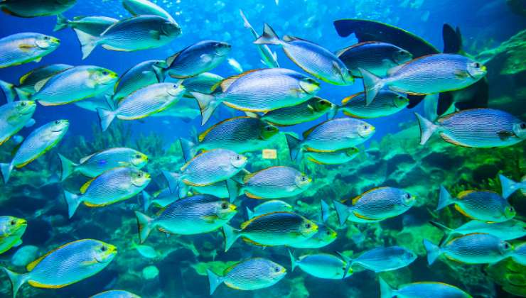 esperimenti su pesci