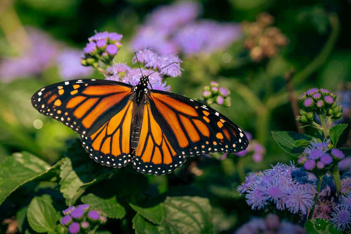 farfalla monarca su fiori viola