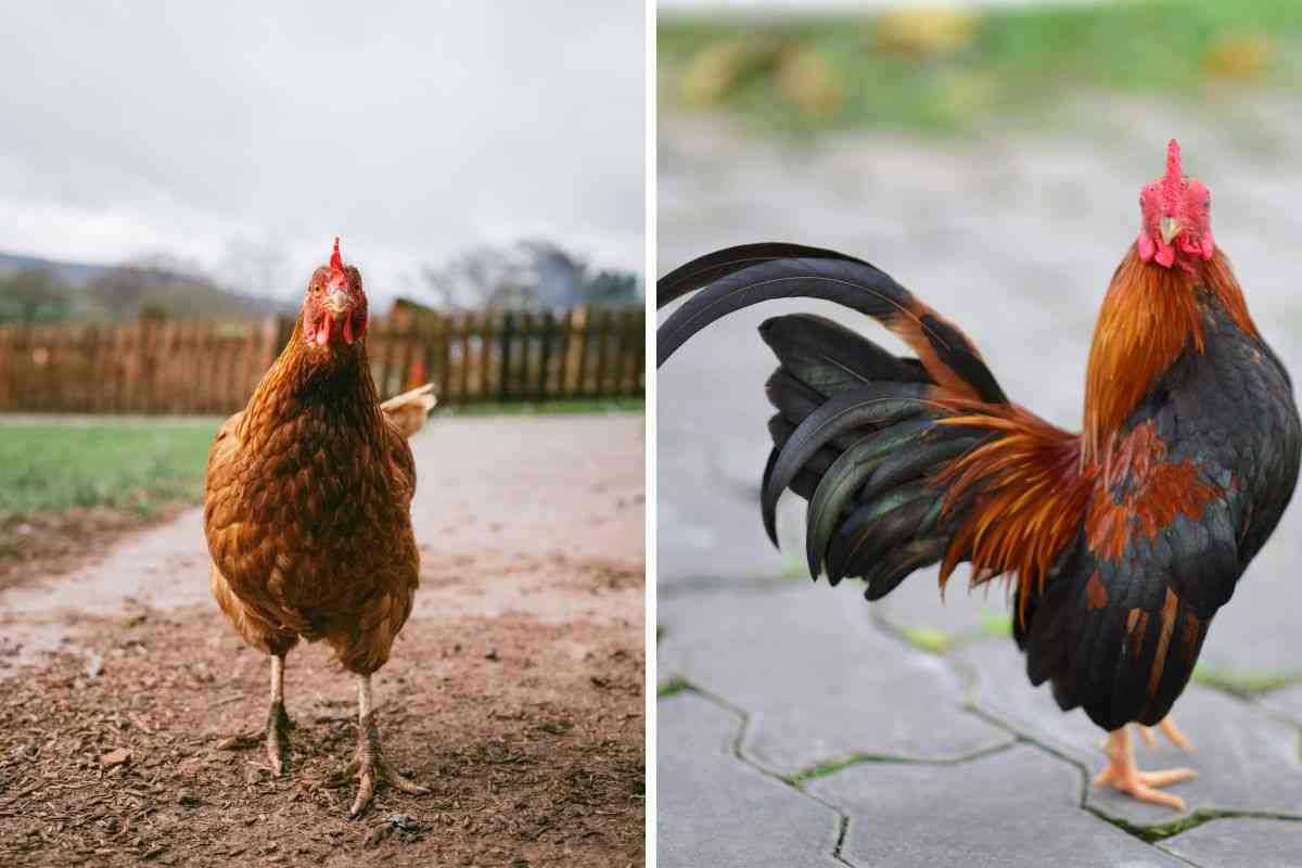 Ti sei mai chiesto perché le galline non possono volare? Il motivo reale che non ti aspetti