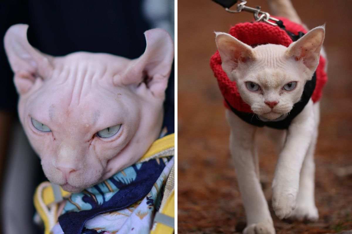 gatti che soffrono il freddo