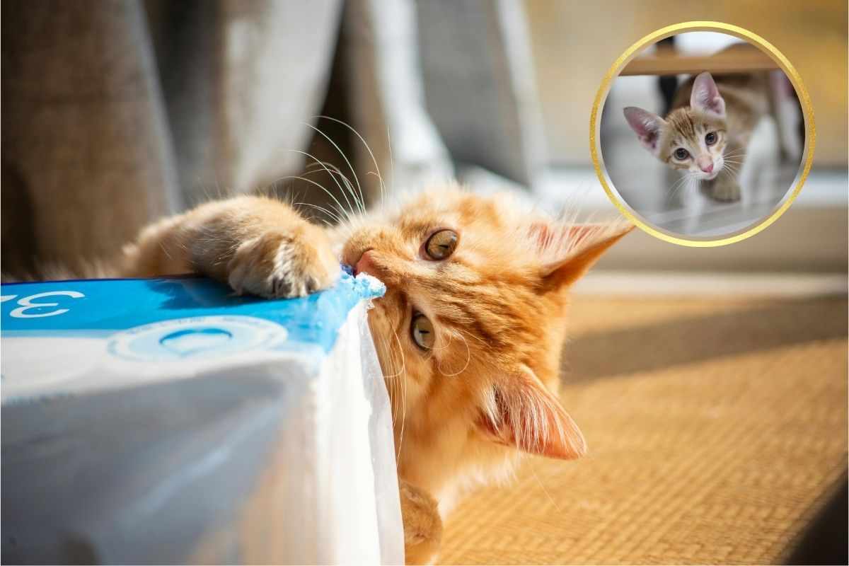 Perché i gattini mordicchiano tutto? Cosa significa questo comportamento?