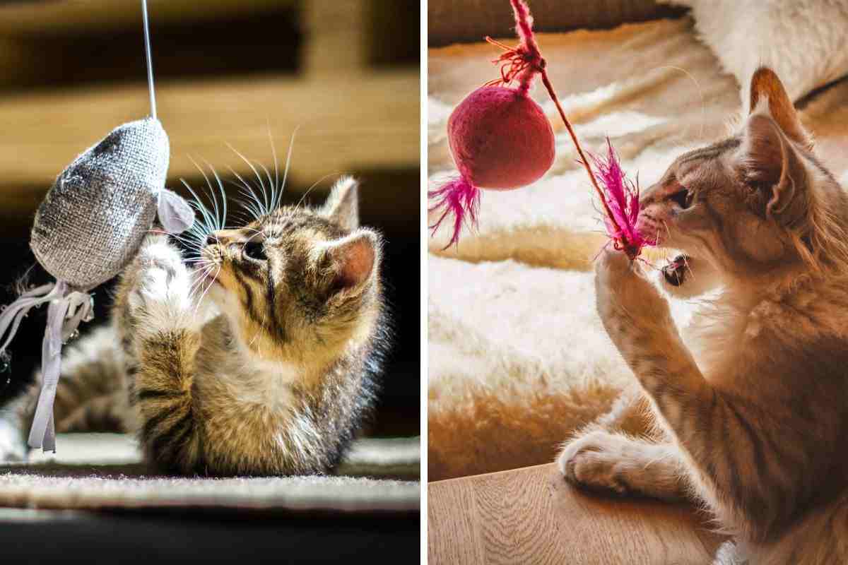 Come si attiva l’istinto predatorio nel gatto: ecco 4 segnali rivelatori