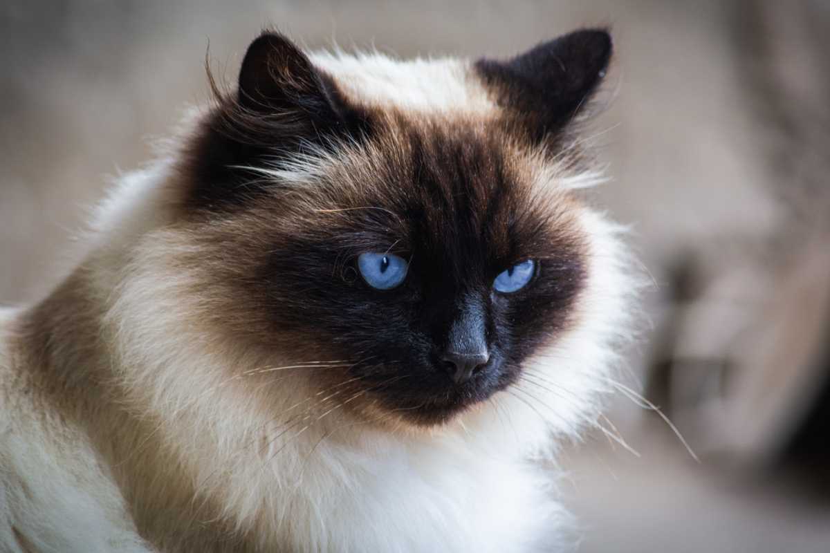 primo piano gatto himalaya