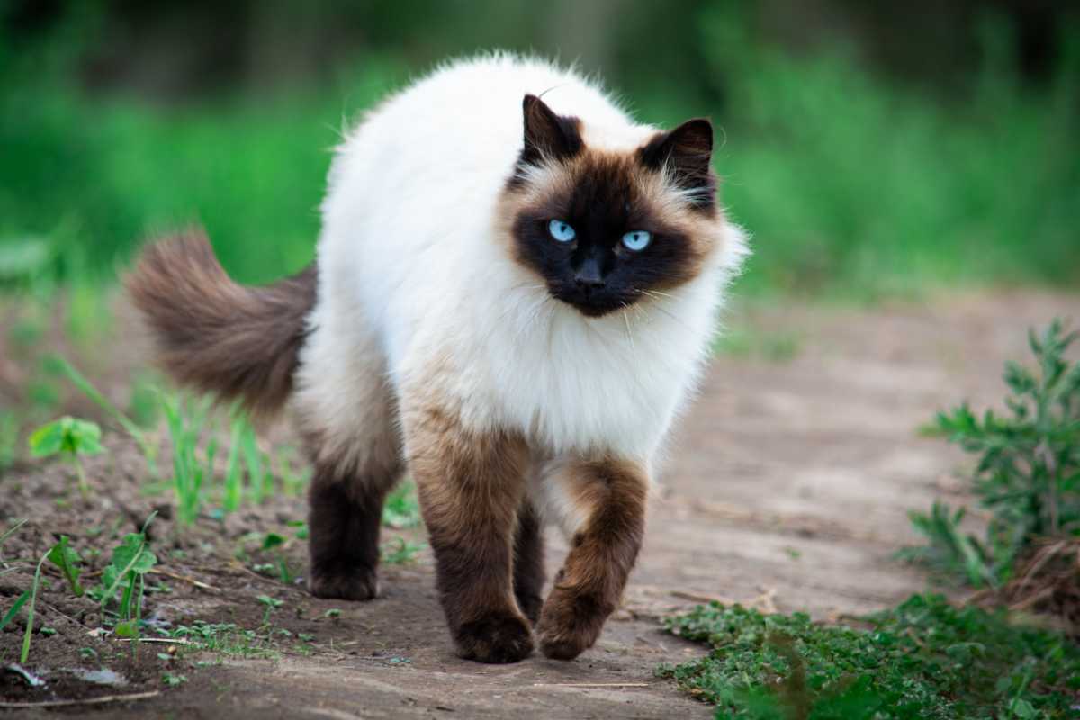 gatto himalayano che cammina