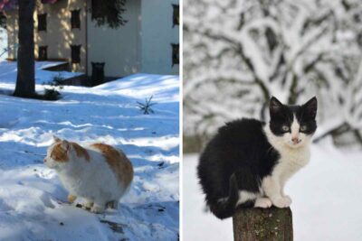 gatto fori con la neve