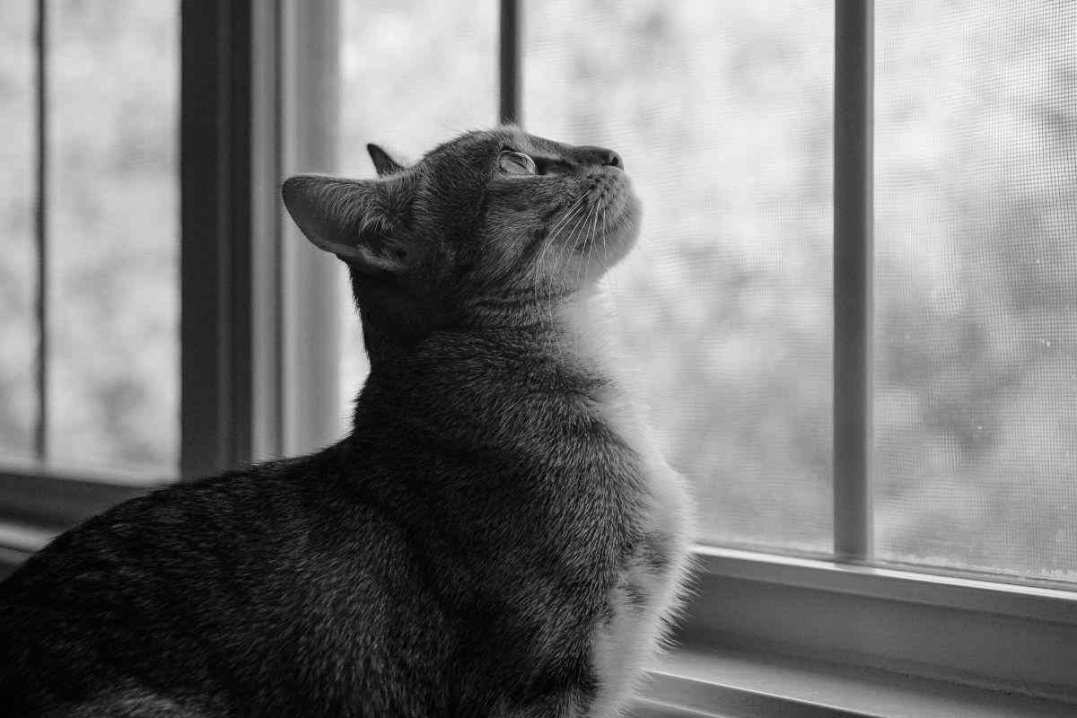 gatto che guarda dalla finestra