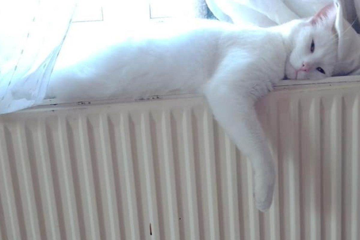 gatto sul termosifone