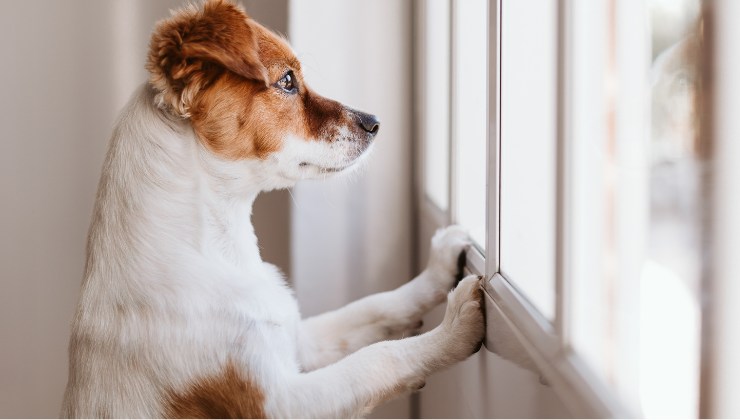 il cagnolino perduto