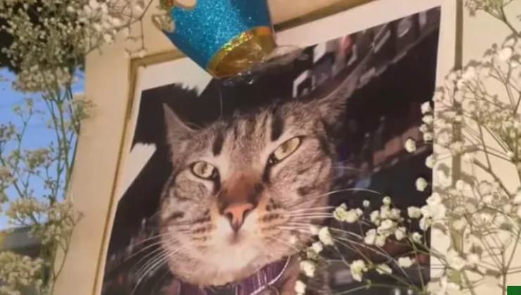 il micetto investito