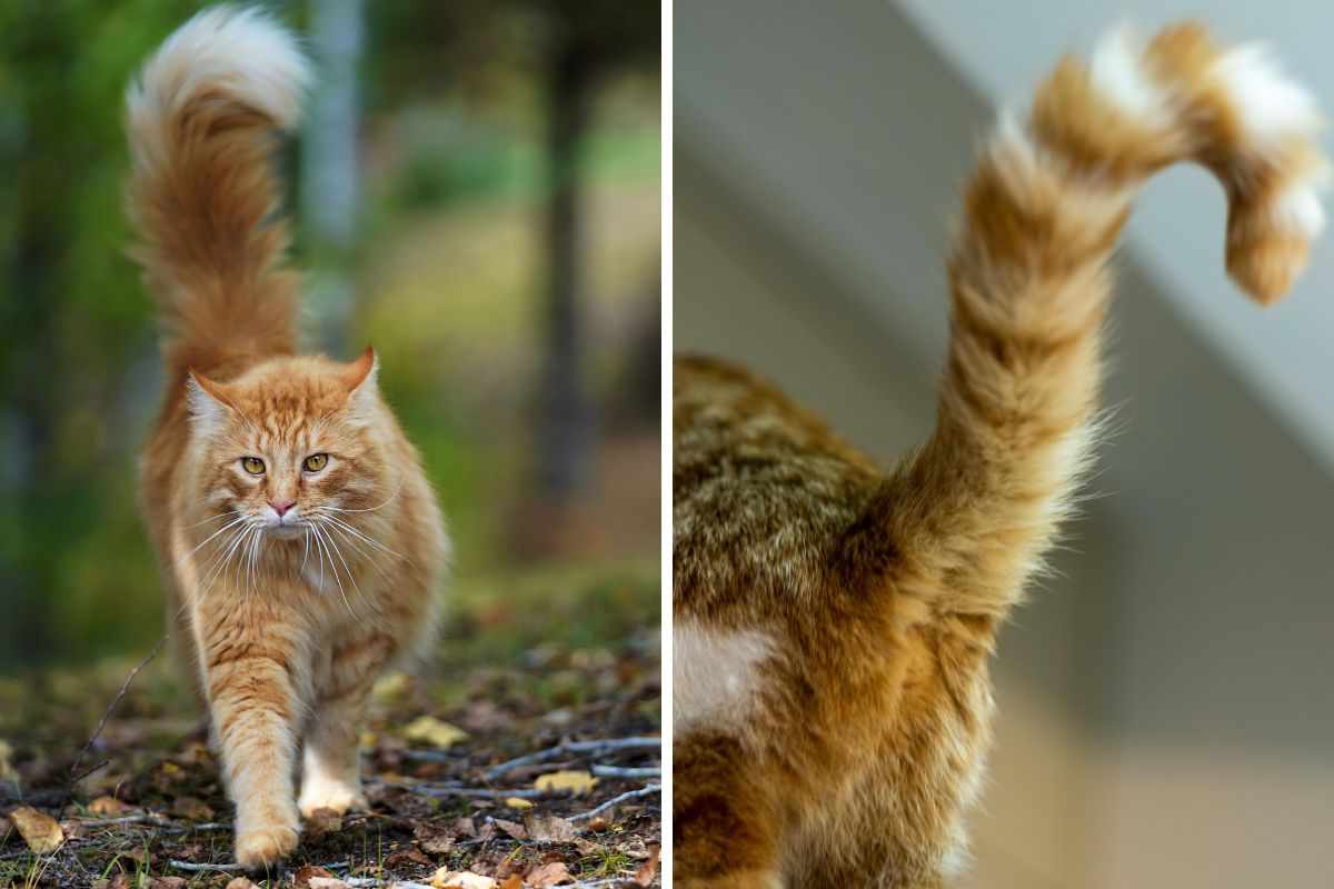 Il gatto gonfia la coda: cosa significa questo comportamento? Dobbiamo preoccuparci?