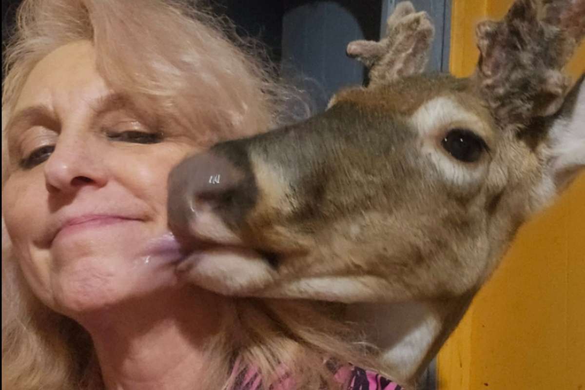 Salva un cervo ma lui l’attacca e la uccide: la donna stava cercando di addomesticarlo