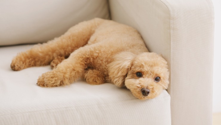 le gemelle Kessler e il loro cane