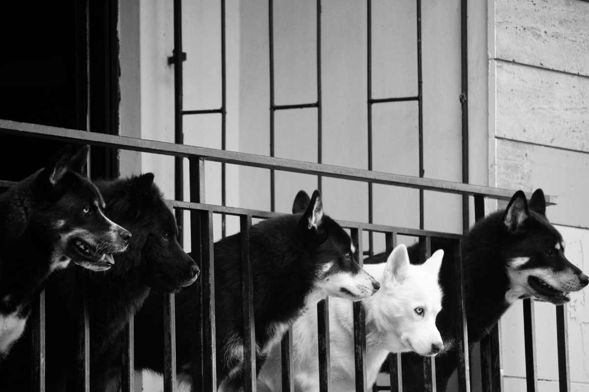 cani sopra un balcone