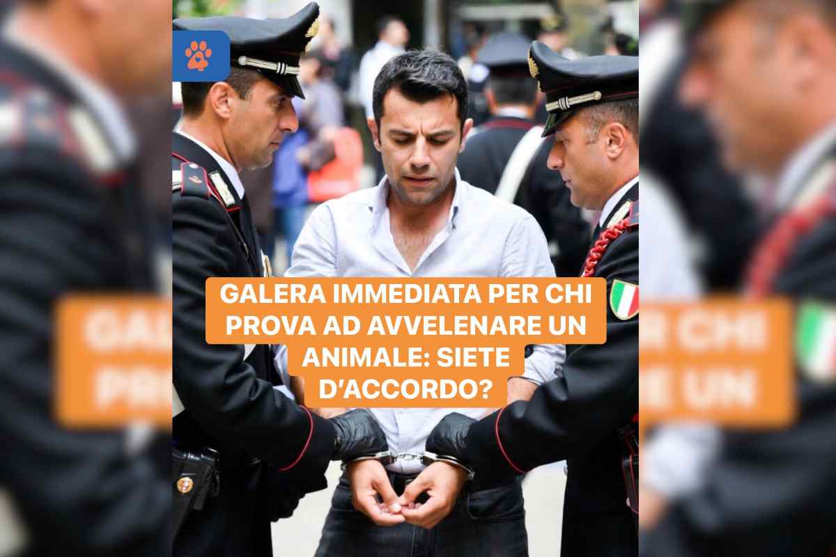Nuova legge in tutela degli animali: l’urgenza di proteggere senza se e senza ma