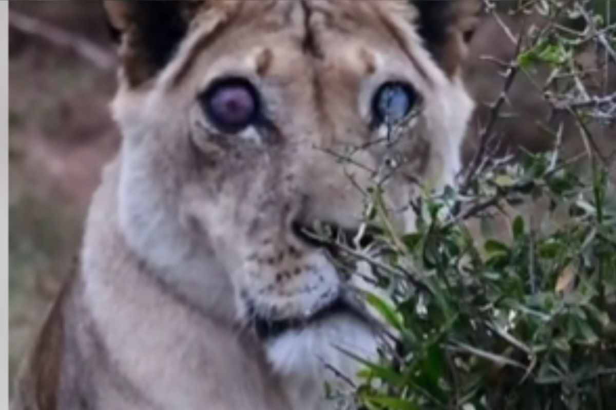 Josie con occhi opachi