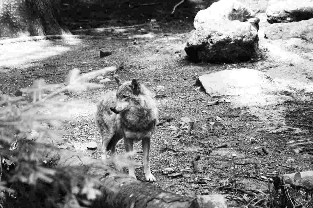lupo in bianco e nero nella foresta