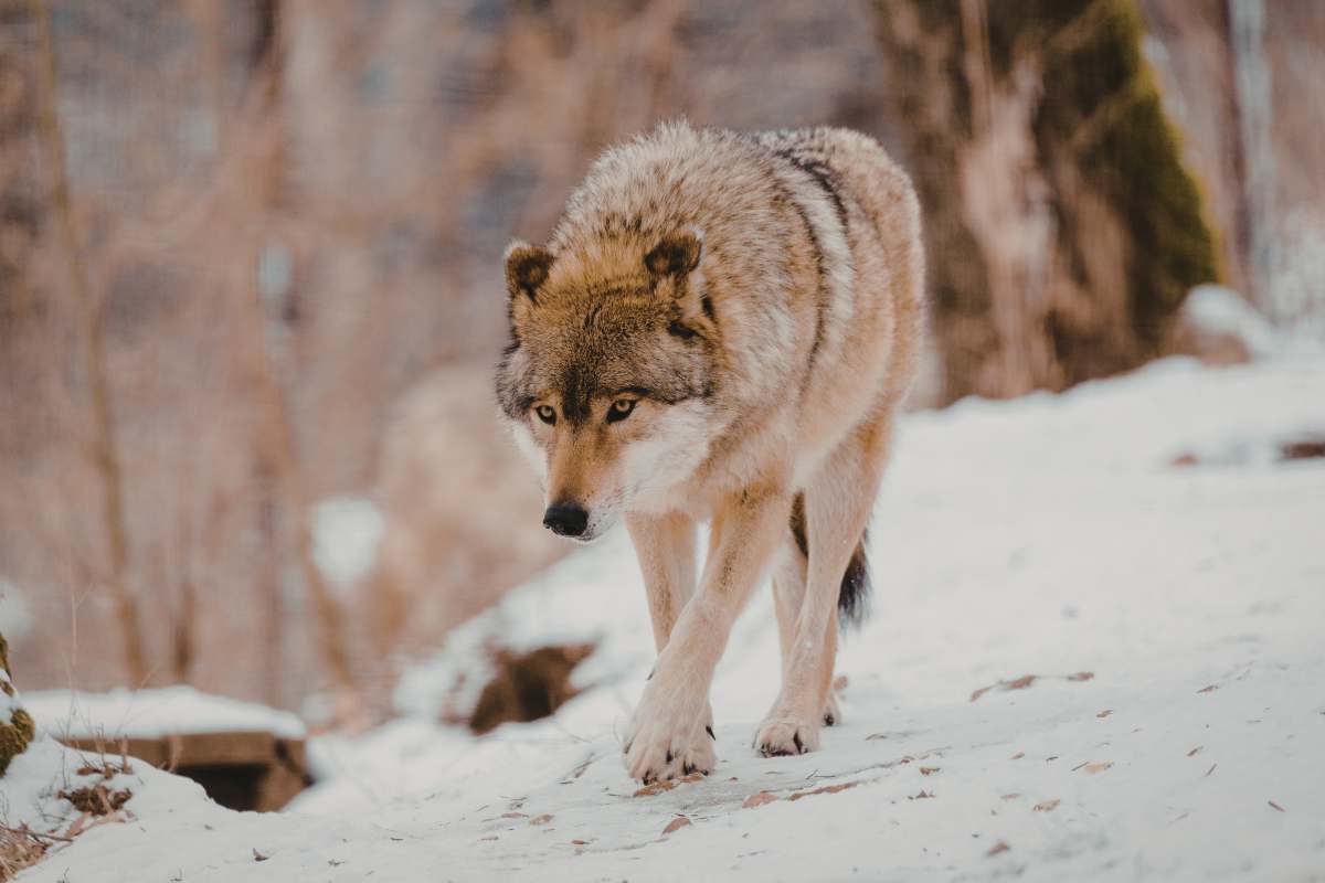 lupo che cammina sulla neve