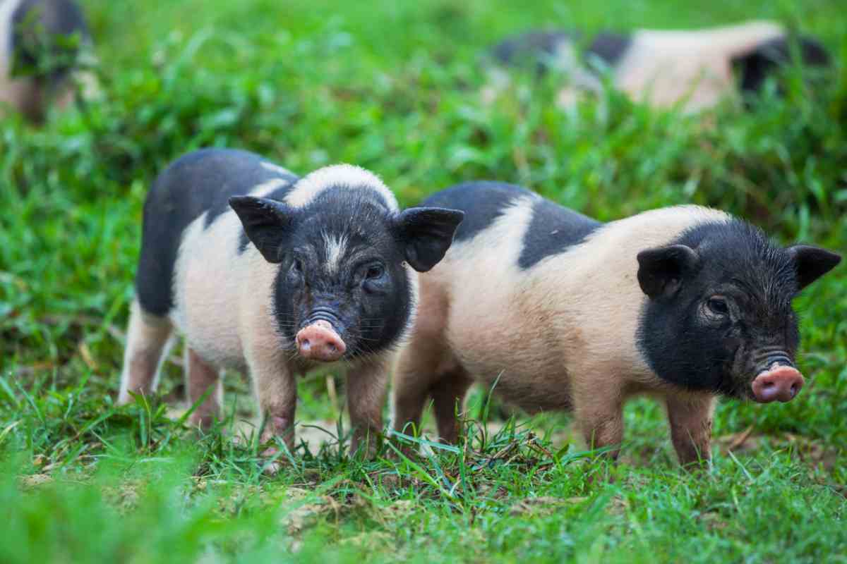 maialini vietnamiti sull'erba