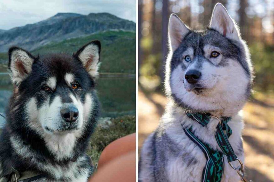 malamute e husky