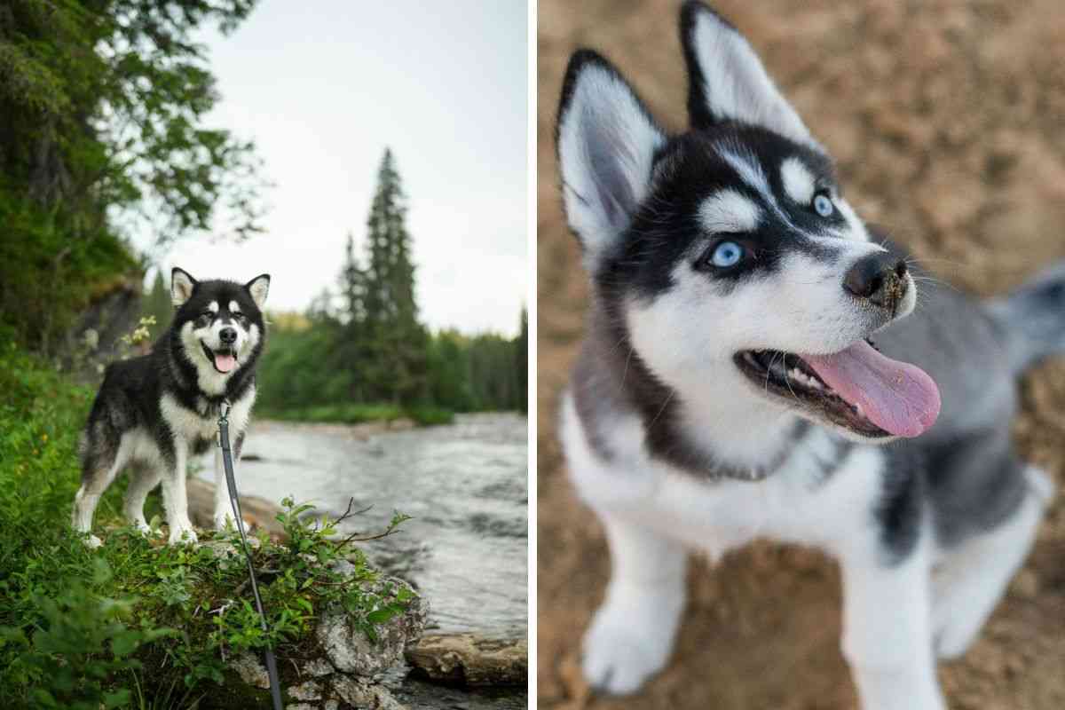 malamute e husky