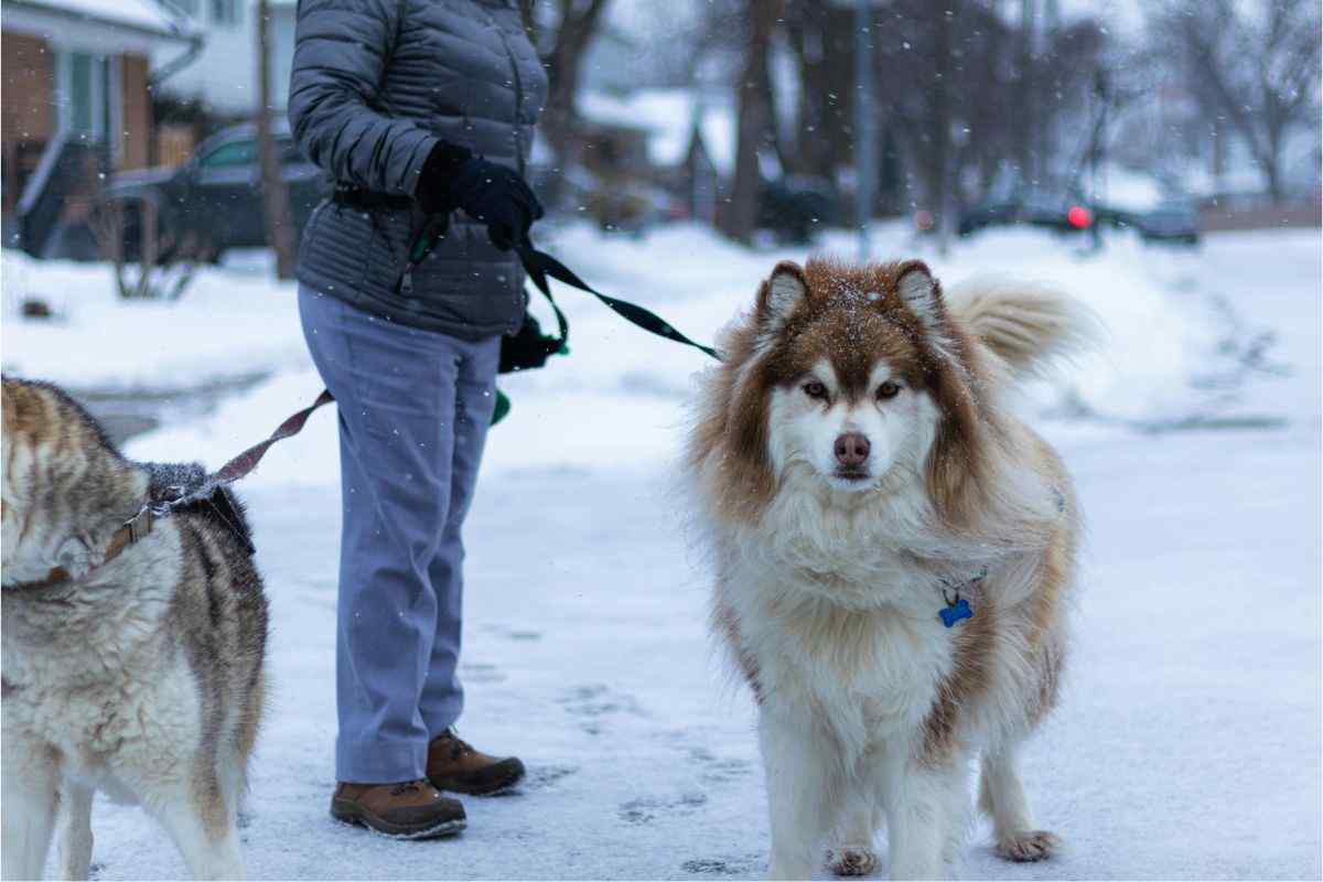 malamute