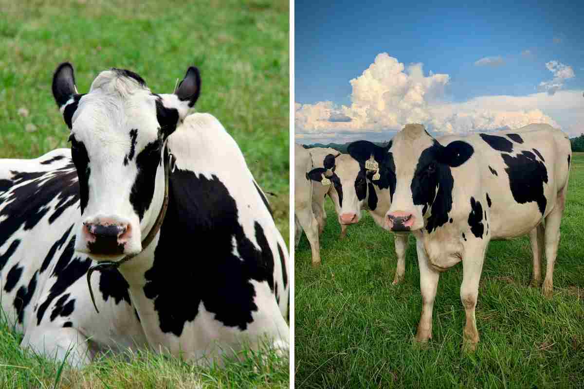 Come fanno le mucche a difendersi dal freddo?