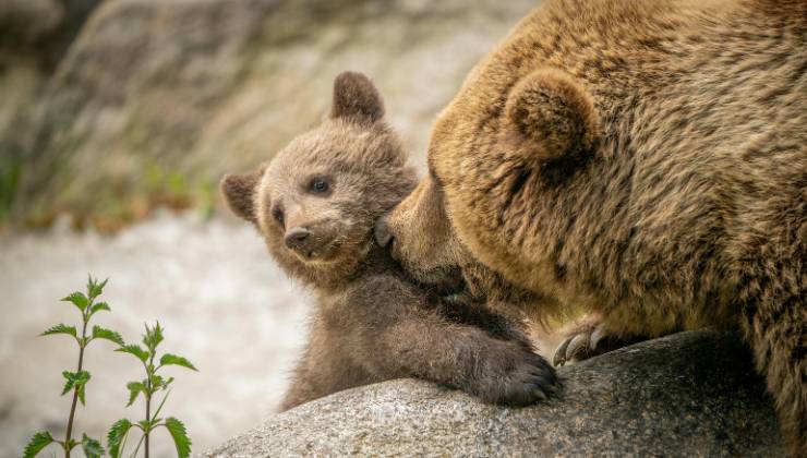orsa con cucciolo