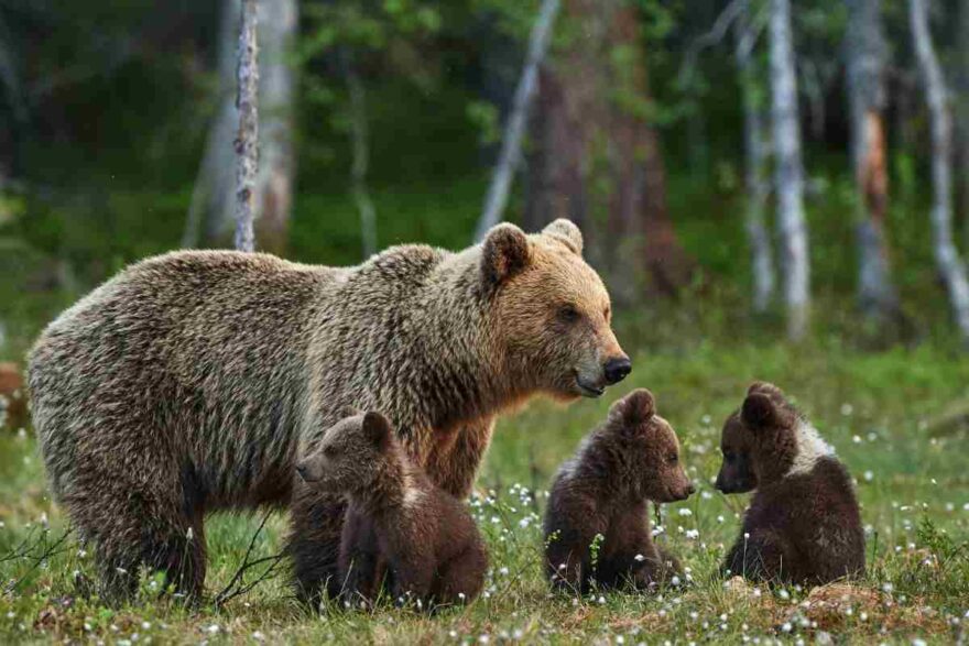 orsa con cuccioli