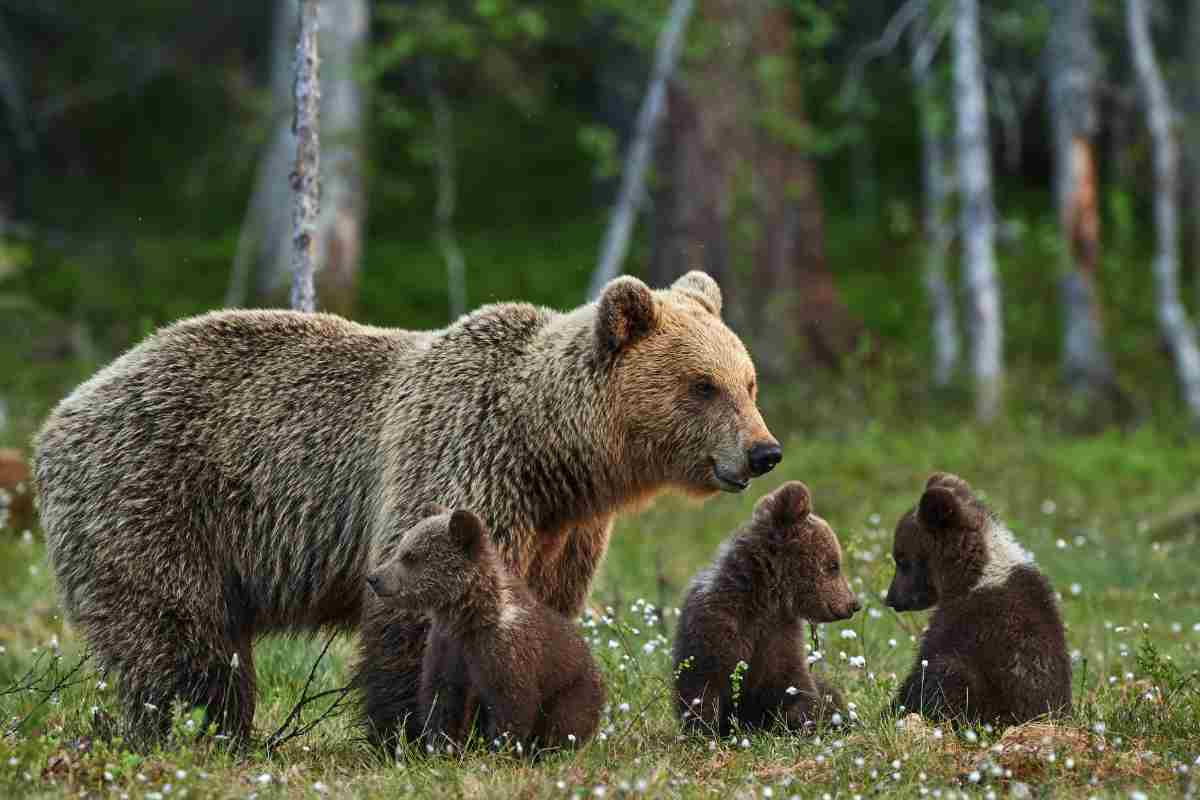 orsa con cuccioli