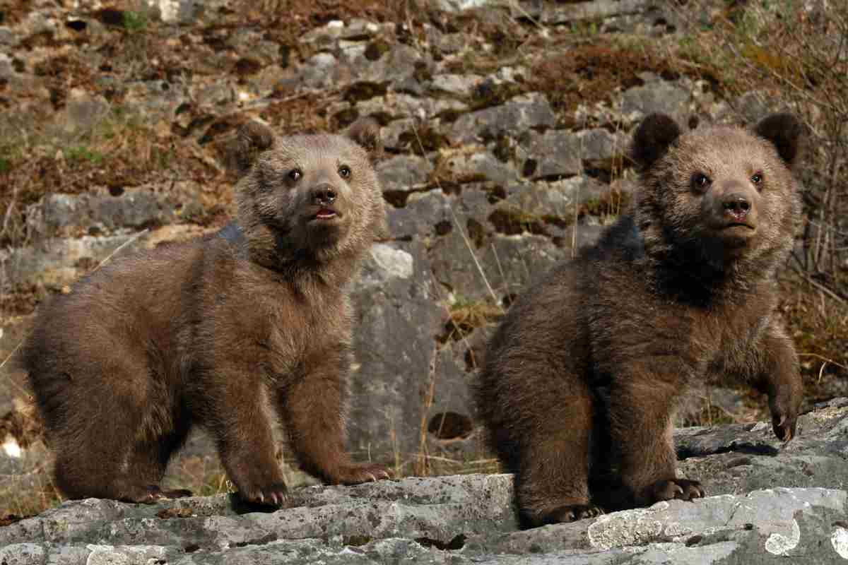 cuccioli di orso