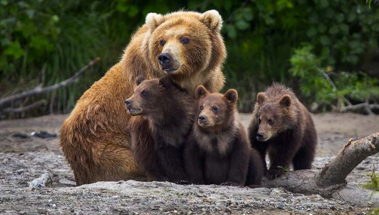 orsa e cuccioli