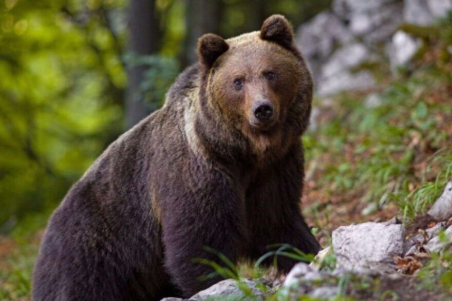 Orso ucciso in Trentino
