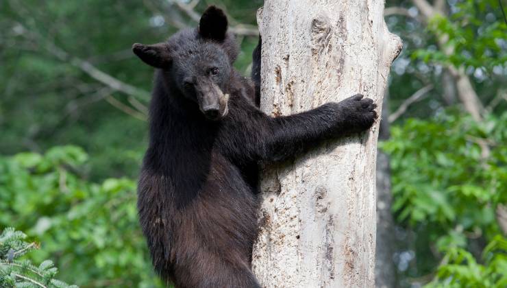 orso su albero