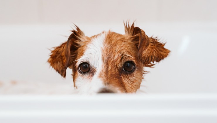 ritrovato il cagnolino perduto