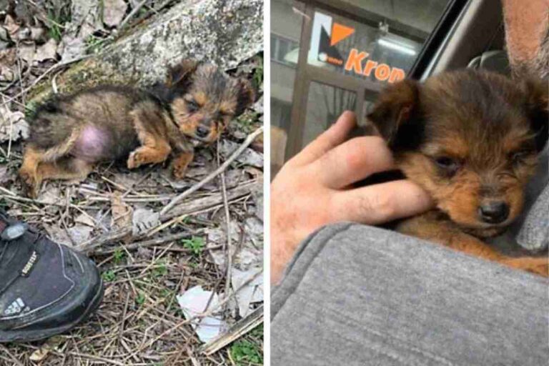 Il cucciolo trovato in una scarpa: la storia che sta facendo il giro ...