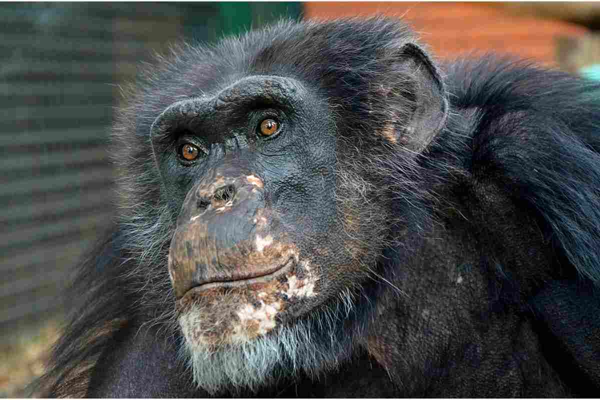 scimpanzé