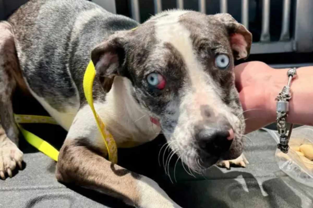 sfruttamento del lager