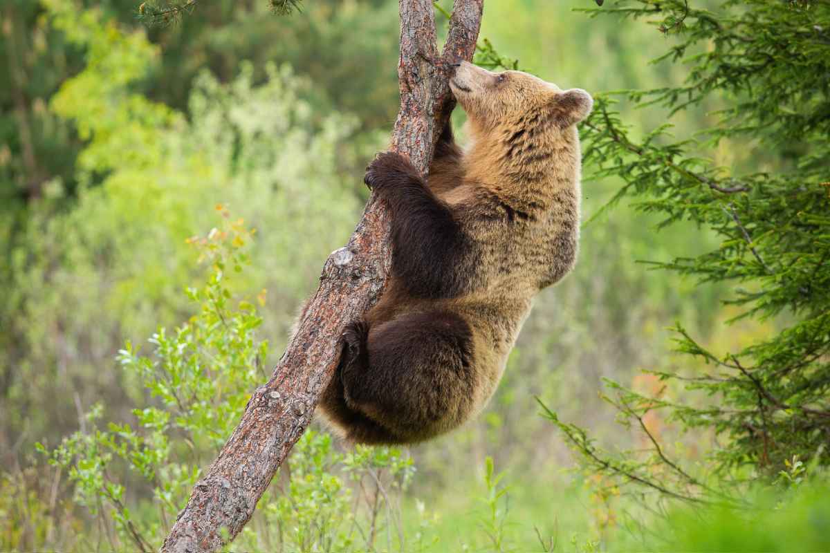 spara a un orso rifugiatosi su un albero
