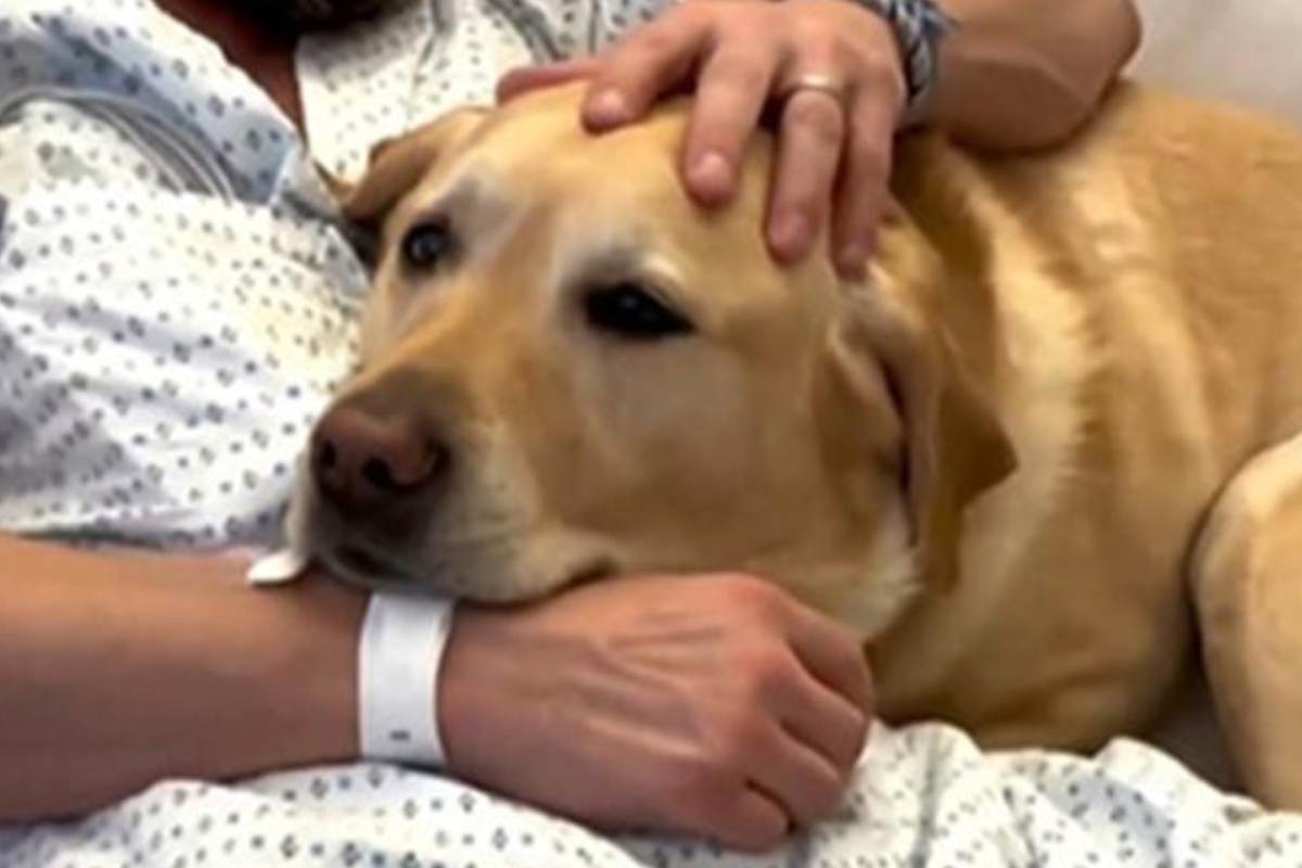 Il labrador che veglia sul suo umano ricoverato in ospedale: la fedeltà e l’amore di Magnus non ha limiti