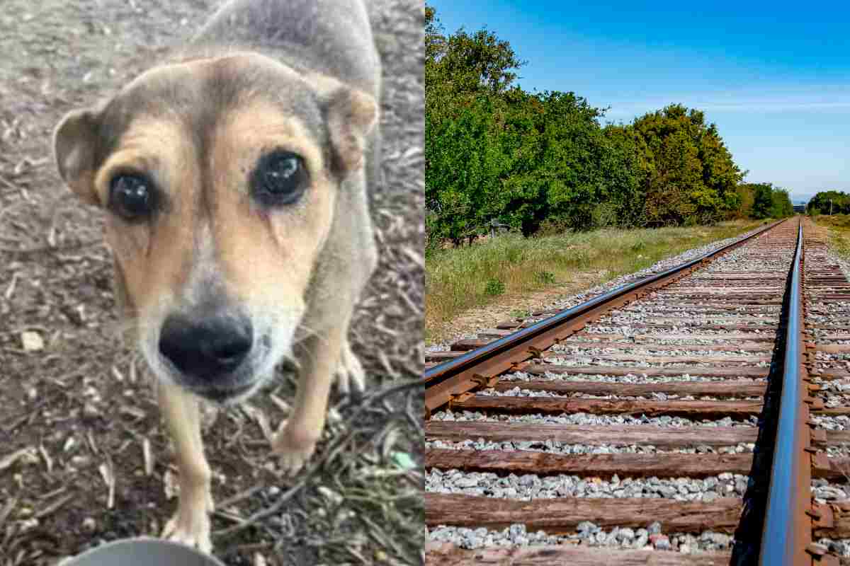 timida e binari del treno