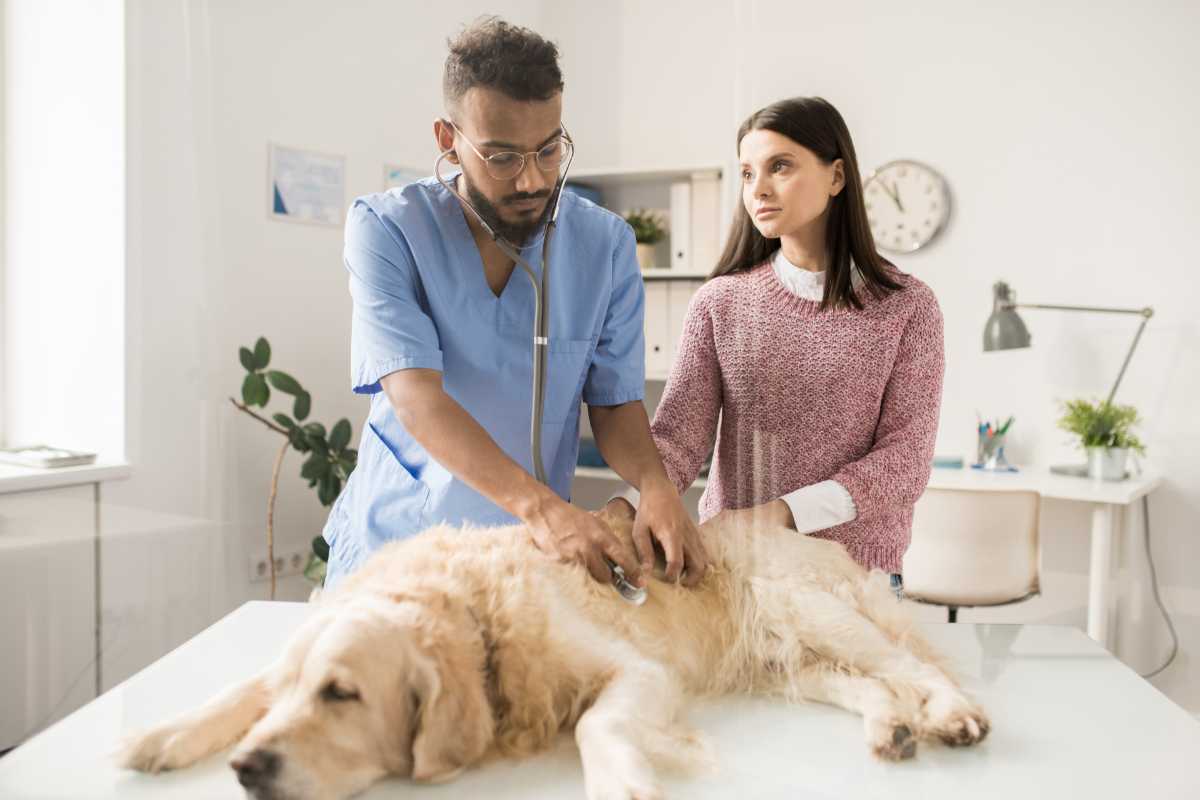 veterinario che visita un cane davanti alla padrona